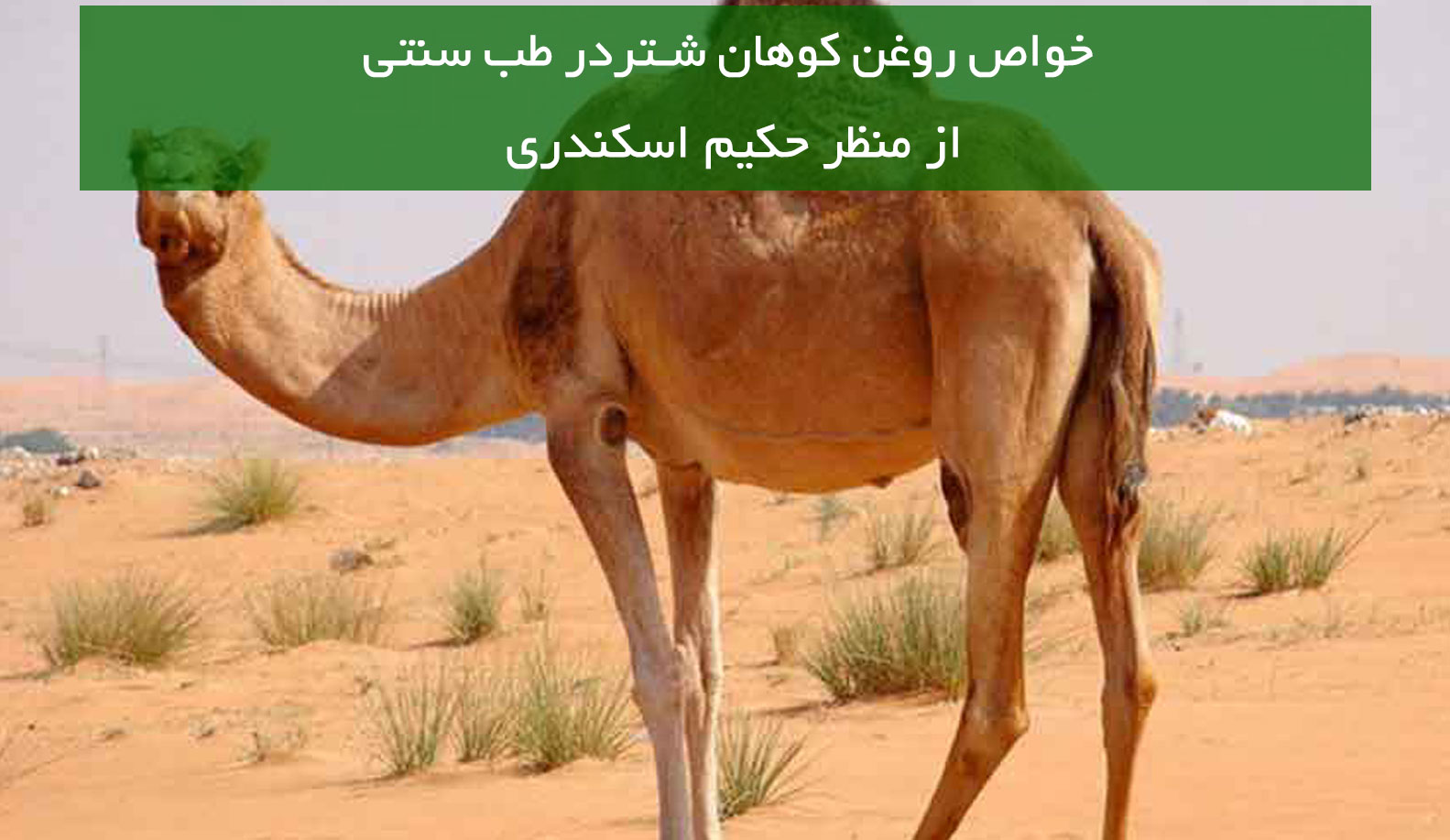 خواص روغن کوهان شتر در طب سنتی