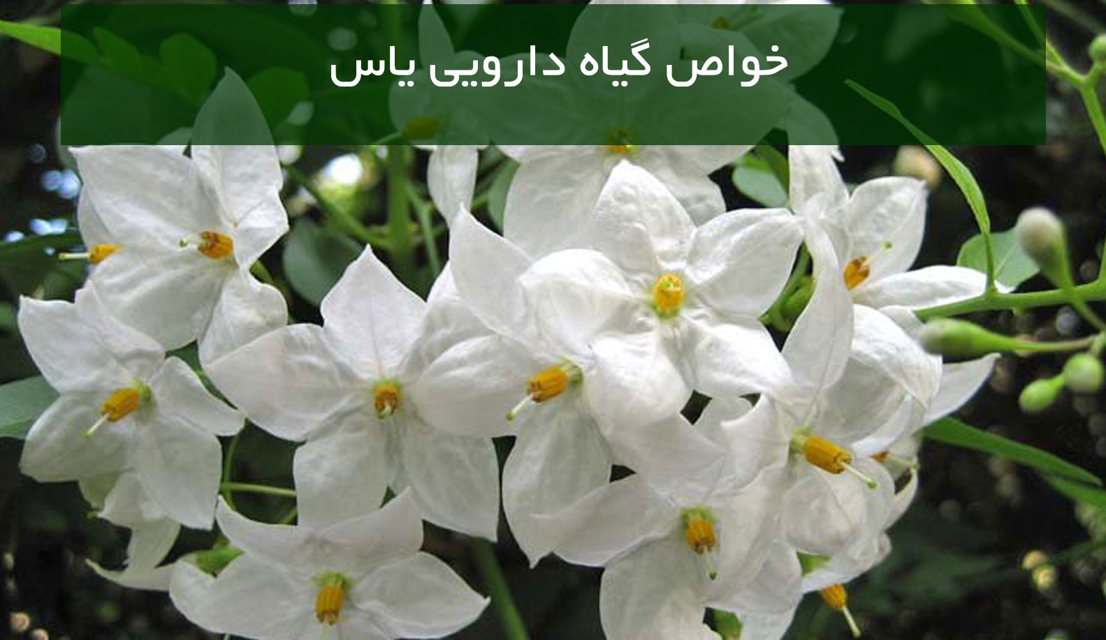 خواص و فواید گیاه دارویی گل یاس در طب سنتی