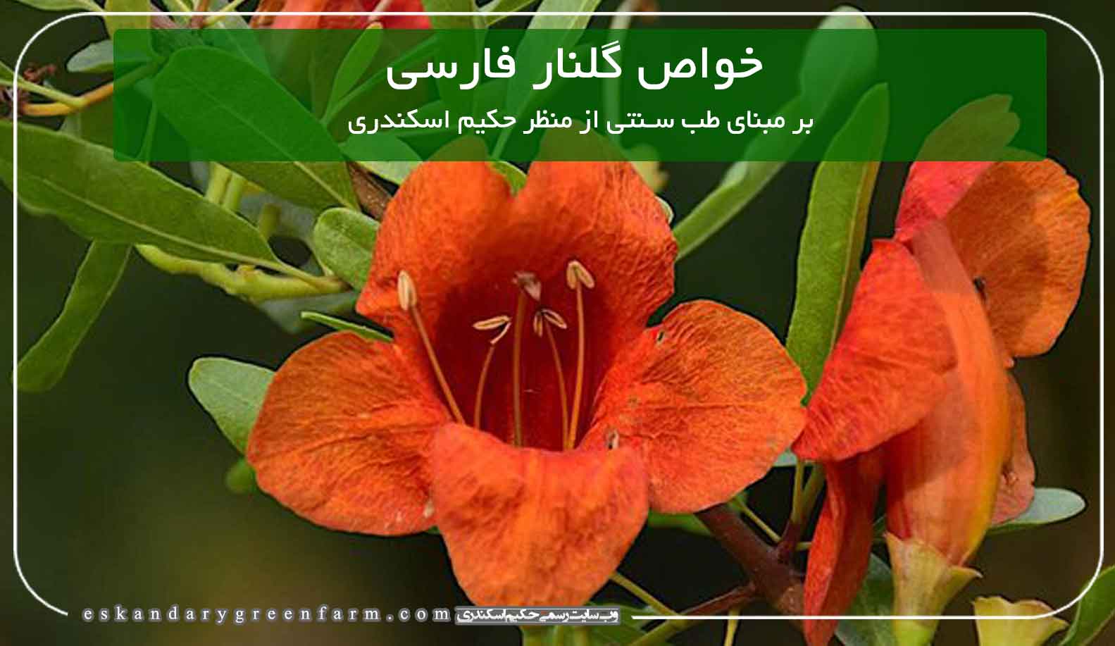 خواص گیاه دارویی گلنار فارسی