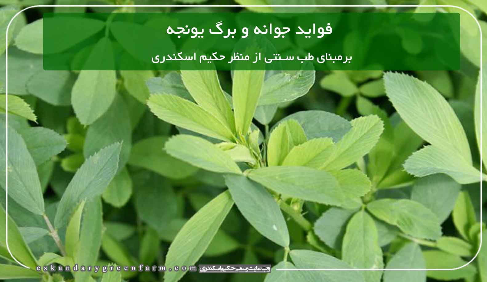 خواص برگ یونجه و جوانه یونجه در طب سنتی