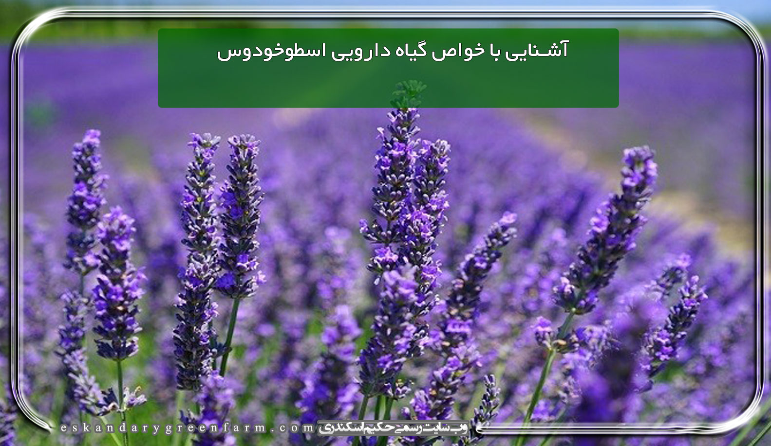 آشنایی با خواص گیاه دارویی اسطوخودوس