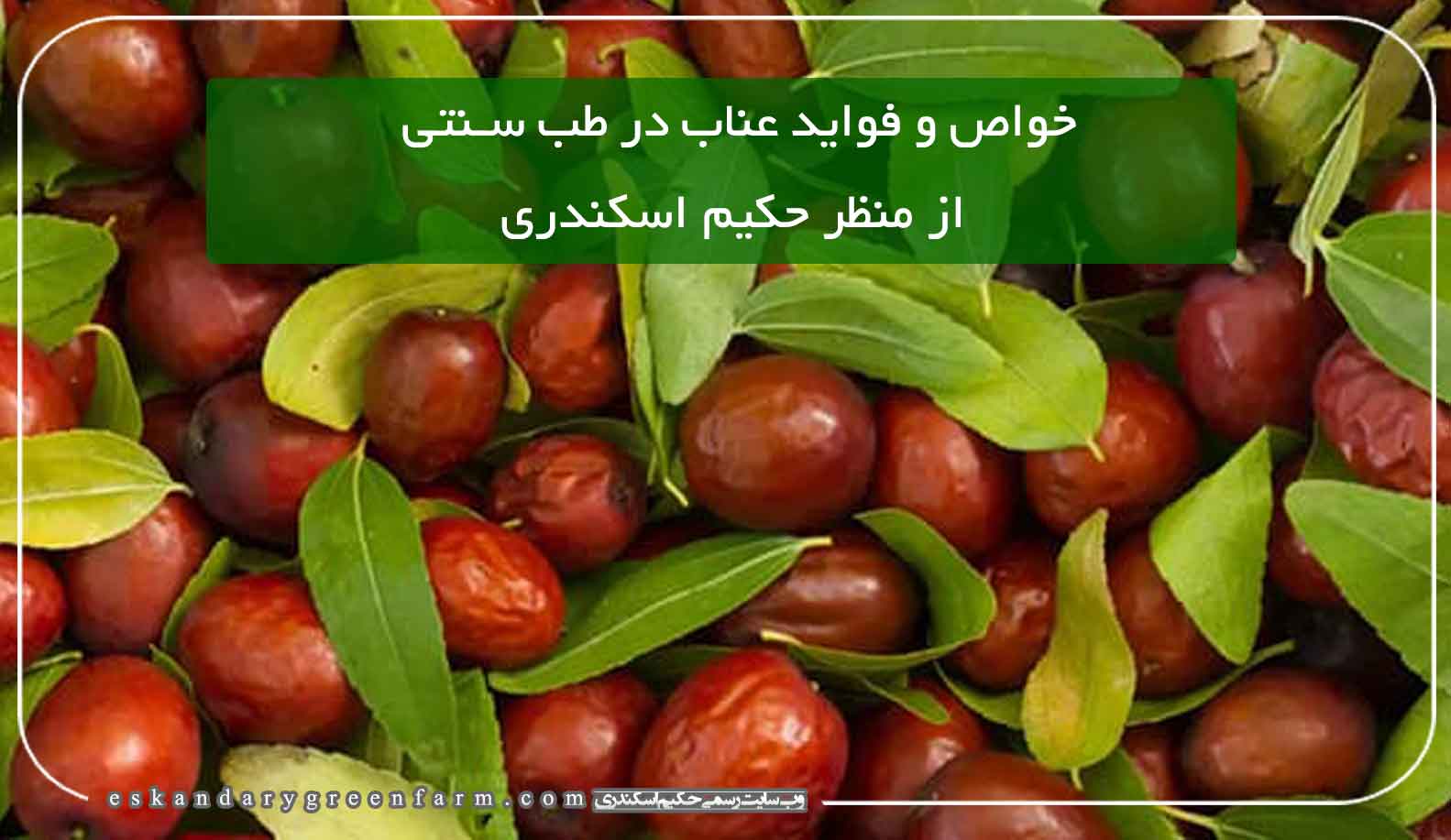 عناب و خواص و فواید بی نظیر آن در طب سنتی