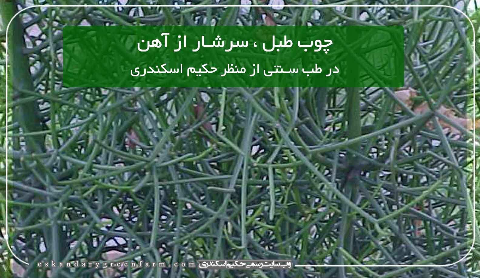 فواید گیاه دارویی چوب طبل ، سرشار از آهن در طب سنتی