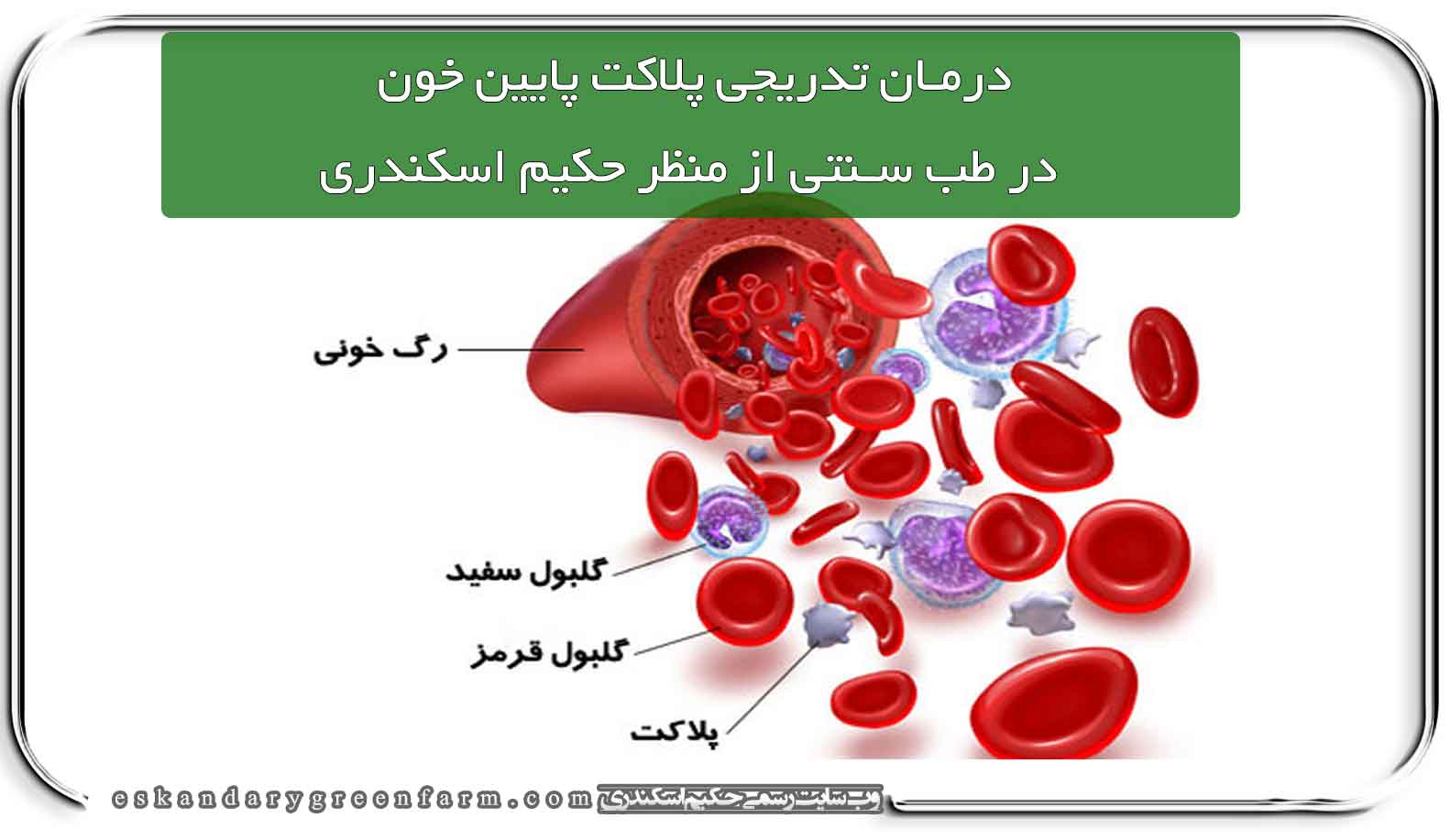 درمان تدریجی پلاکت پایین خون برمبنای طب سنتی