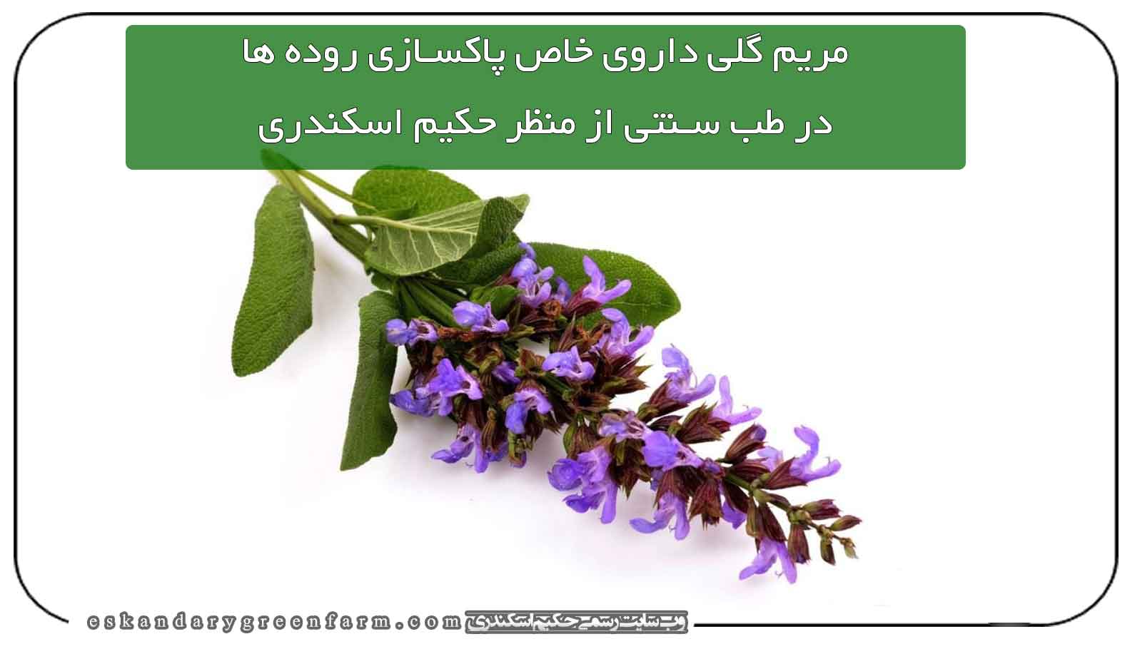 مریم گلی داروی خاص پاکسازی روده ها بر مبنای طب سنتی حکیم اسکندری