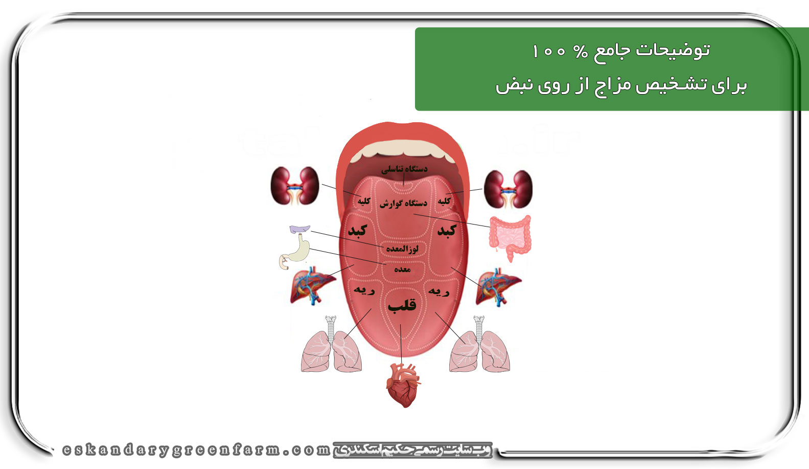 توضیحات جامع % ۱۰۰ برای تشخیص مزاج از روی نبض و زبان