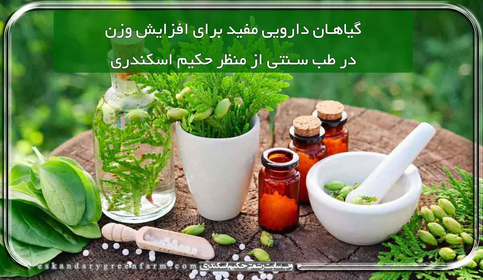 گیاهان دارویی مفید برای افزایش وزن از منظر حکیم اسکندری