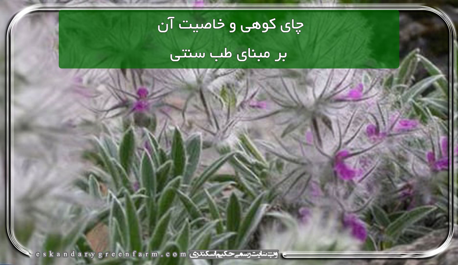 چای کوهی و خاصیت آن بر مبنای طب سنتی