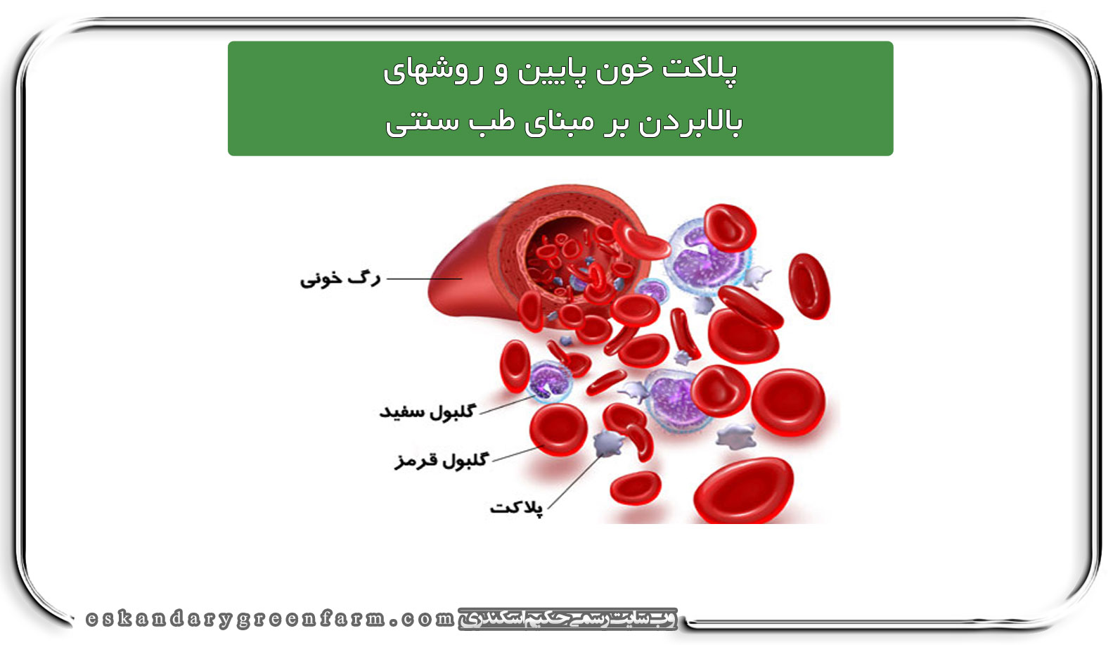 پلاکت خون پایین و روشهای بالابردن بر مبنای طب سنتی