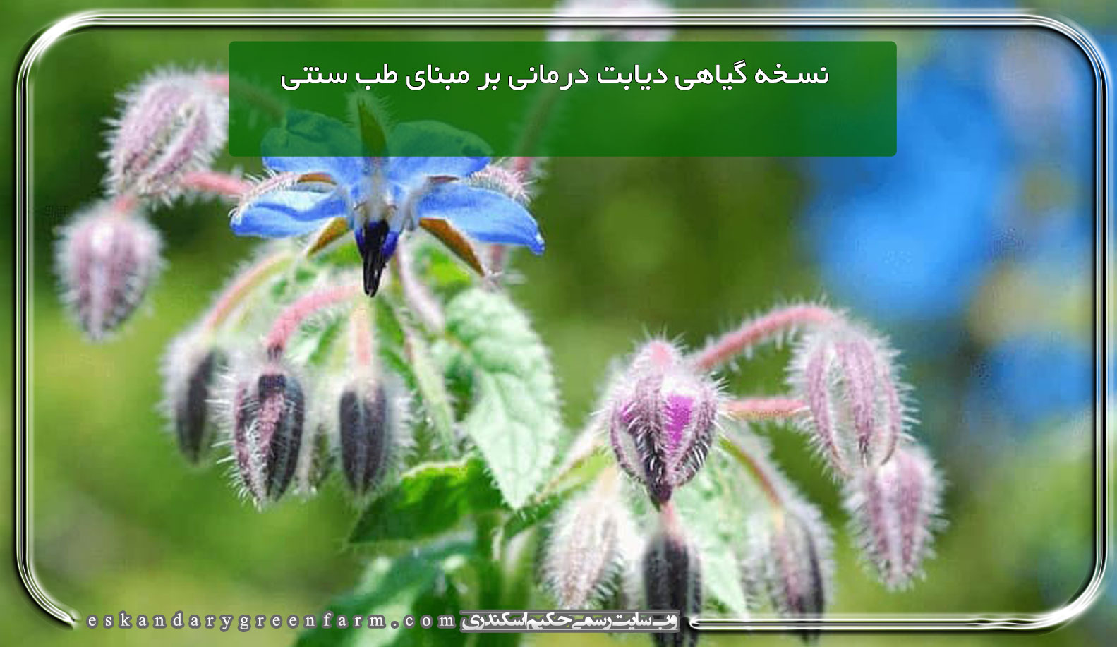 نسخه گیاهی دیابت درمانی بر مبنای طب سنتی