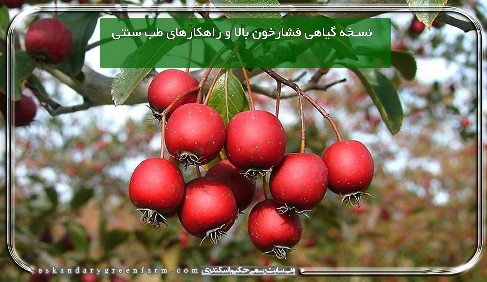 نسخه گیاهی فشارخون بالا و راهکارهای طب سنتی