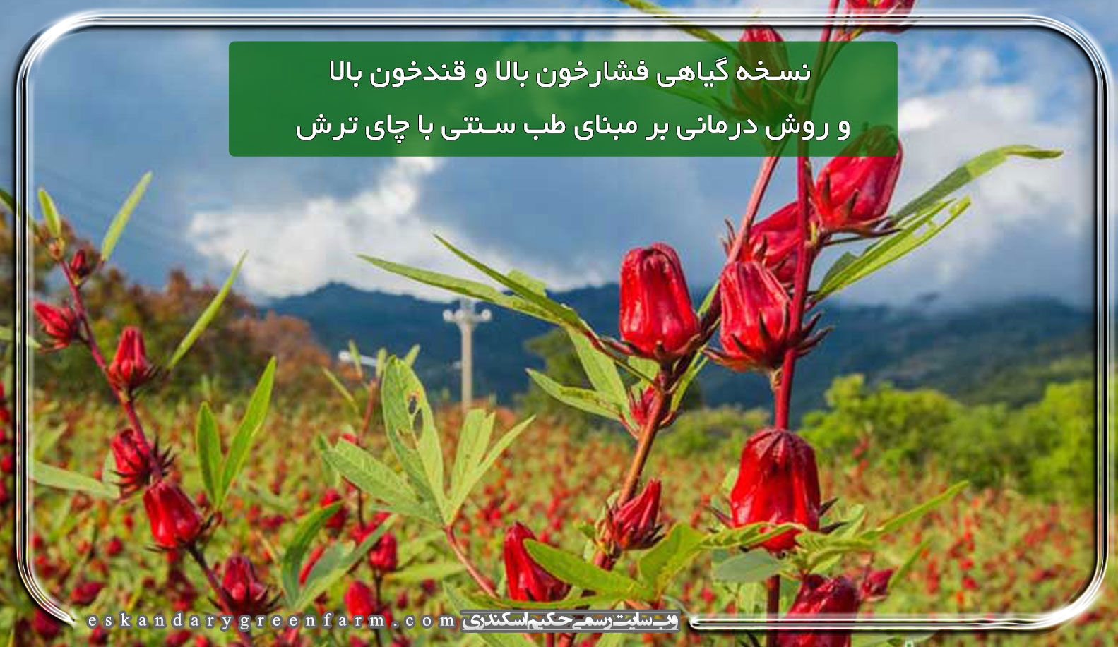 نسخه گیاهی فشارخون بالا و قندخون بالا و روش درمانی بر مبنای طب سنتی با چای ترش